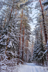 Fototapeta premium Snowy winter forest in a sunny day. Snow-covered spruces and pines on a background of blue sky