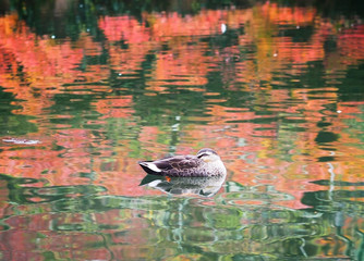 small duck swimming in the pond autumn seasoning.