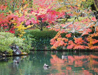 small duck swimming in the pond autumn seasoning.