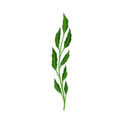 Stem with dark green leaves. Vector illustration on a white background.