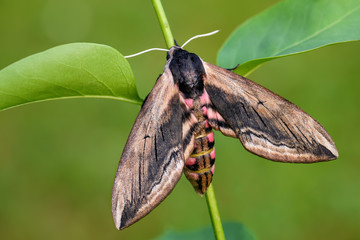 Privet Hawk-moth - Sphinx ligustri, beatiful large hawk-moth from European woodlands, Czech Republic.