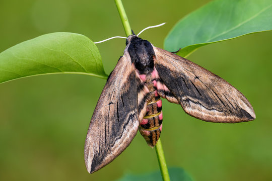 Privet Hawk-moth - Sphinx ligustri, beatiful large hawk-moth from European woodlands, Czech Republic.
