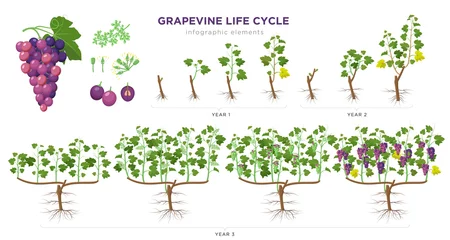 Fotobehang Grapevine growing stages infographic elements in flat design. Planting process of grape 1 - 3 years from seeds, sprout, bud break, flowering, fruit set, veraison, harvest, ripe grape bunch isolated. © Bezvershenko