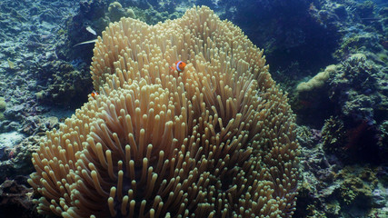 Fototapeta na wymiar Clown anemonefish on coral reef, tropical fish. underwater world diving and snorkeling on coral reef. Hard and soft corals underwater landscape