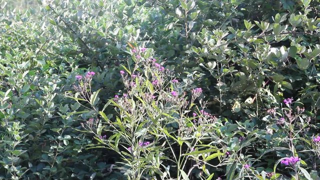 flowers in the garden