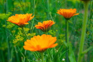 Four orange calendula flowers in thickets of green dill.