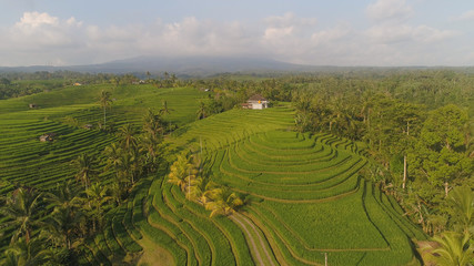 Fototapeta na wymiar aerial view green rice terrace and agricultural land with crops. farmland with rice fields agricultural crops in countryside Indonesia,Bali