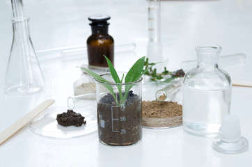 Closeup of medical glassware.Process of laboratory experiments,plant growth and cheking the quality of soil