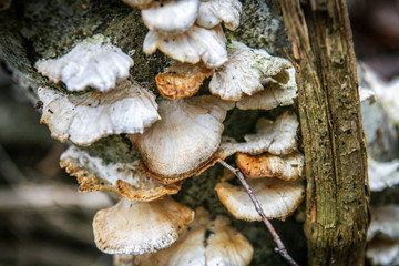 Oyster mushrooms on the tree trunk. Closeup of mushrooms on the tree was held in autumn tones. The picture shows peace and idyll of the forest.