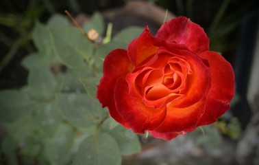 red rose in garden