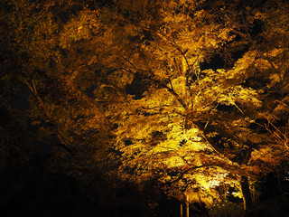 Night light up in autumn at Kiyomizu-dera temple, Japan.