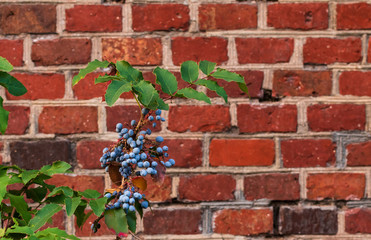 Branch of a bush with blue berries on a background of an old brick wall