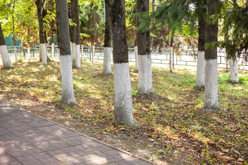 Painted trees. The Russian tradition of painting trees is unknown why. Insect protection with white paint. The tree trunk is painted from damage and for beauty.