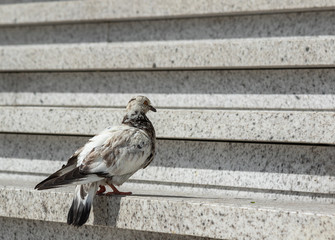 back view pigeon, pigeon bird on a texture background
