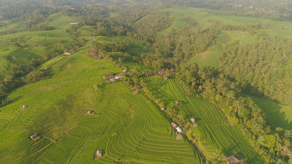 aerial view green rice terrace and agricultural land with crops. farmland with rice fields agricultural crops in countryside Indonesia,Bali