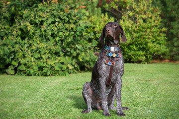 Dog breed Kurzhaar with medals for a walk in the autumn park