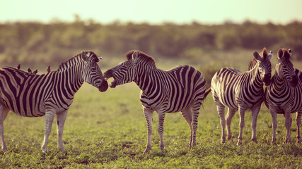 Fototapeta na wymiar Four Common Zebra grooming