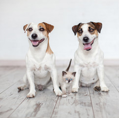 Smiling dogs with cat at white background