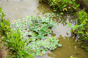 water lily or lotus flower in the garden pond