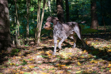 Dog breed Kurzhaar hunting in the forest