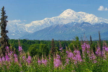 Denali, Alaska im Sommer mit blühendem Weidenröschen an einem klaren blauen Tag