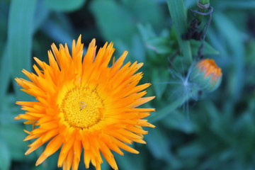 flower on a background