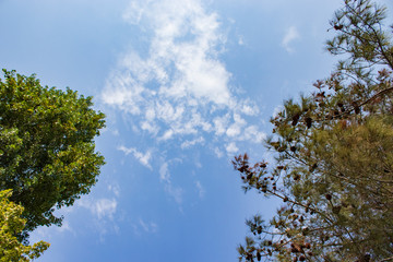 Obraz premium Tree and leafs in beautiful green nature garden, natural color background