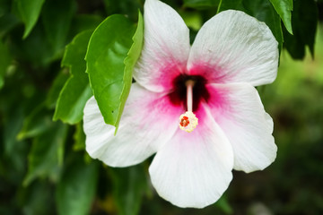 Hibiskus © Sebastian
