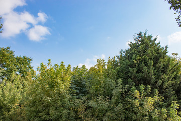 Tree and leafs in beautiful green nature garden, natural color background