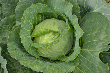 Cabbage grown in the village. Organic vegetables from the garden closeup.