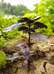 Burgundy Basil growing in the garden bottom view