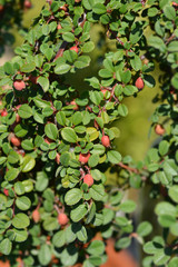 Littleleaf cotoneaster Streibs Findling