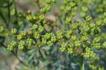 Common rue