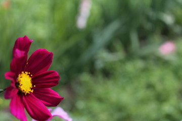 flower in the garden