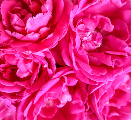 Background of beautiful pink roses. Ideal for greeting cards for wedding, birthday, Valentine's Day, Mother's Day.