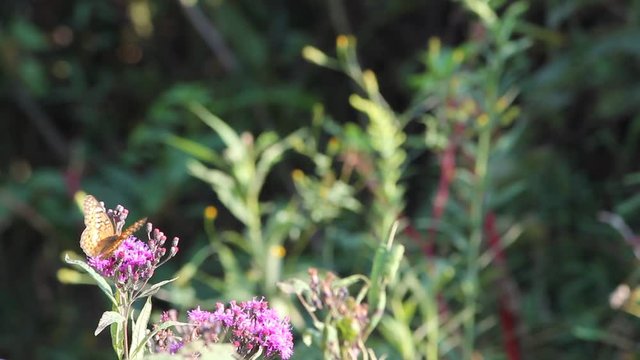 flower in the garden