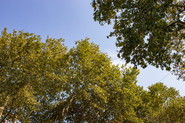 Tree and leafs in beautiful green nature garden, natural color background
