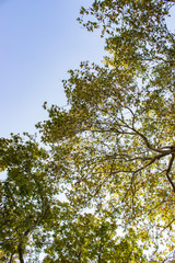 Obraz premium Tree and leafs in beautiful green nature garden, natural color background