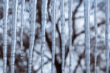 Vertical lattice of frozen icicles on the background of bare winter tree branches. Concept. Close-up.