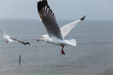 Fototapeta na wymiar Every year, the seagulls evacuate the cold weather in warm