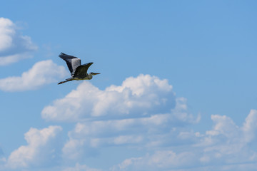Gray heron flying in the blue sky against the background of white cumulus clouds