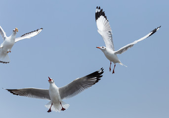 Every year, the seagulls evacuate the cold weather  in warm