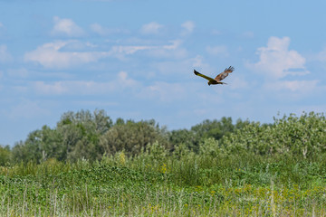 A hawk soars over a green meadow against a blue sky with clouds. Concept.