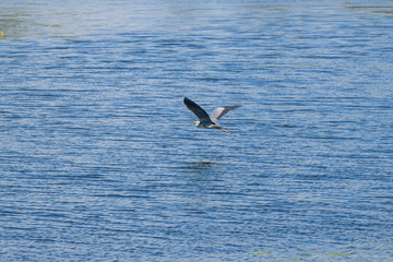 A gray heron flies low over the blue surface of the water with small waves.