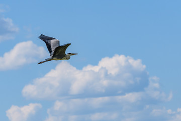 Obraz premium Gray heron flying in the blue sky against the background of white cumulus clouds