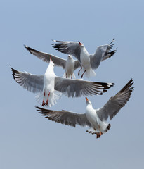 Every year, the seagulls evacuate the cold weather  in warm
