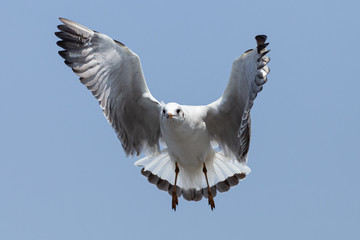 Every year, the seagulls evacuate the cold weather  in warm