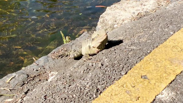 Close up of Water Dragon in sun beside pond
