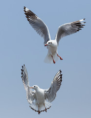 Every year, the seagulls evacuate the cold weather  in warm