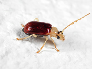 Macro Photo of Beetle on White Floor
